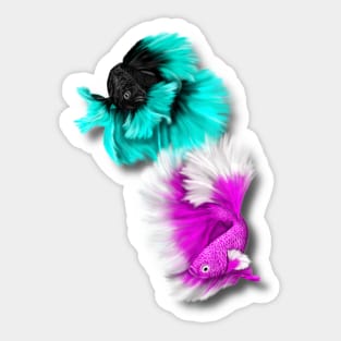 Betta Fish Duo, black & teal, white & pink Sticker